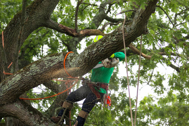 How Our Tree Care Process Works  in  Olivet, TN